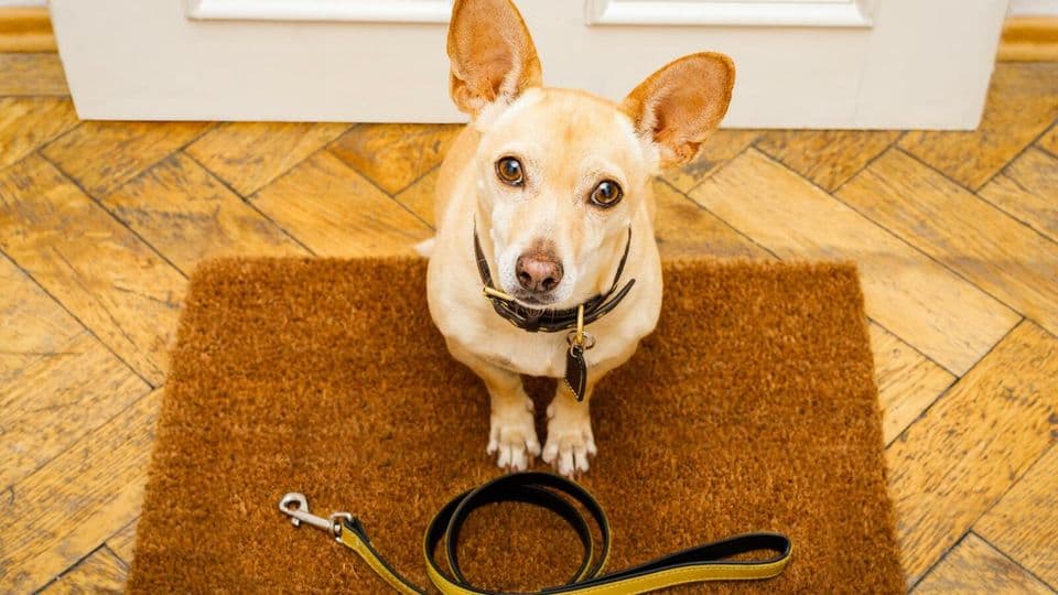 Die Arbeit kann warten, der Hund nicht.