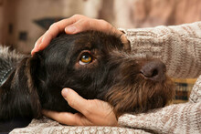 Das tut gut: Beim Streicheln eines Hundes stößt der Körper Oxytocin aus und das baut Stresshormone im menschlichen Körper ab.
